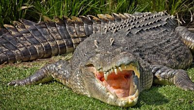 Australian police find remains of girl (12) snatched by crocodile in remote north