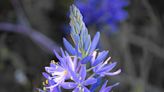 Ancient Roots, Modern Insights: New Study Reveals Age-Old Secrets of Camas Cultivation