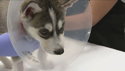 Nationwide drops 100,000 pet insurance policies, blames veterinary costs inflation