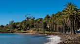 Falling palm trees, storm debris keeps 2 California State Parks closed