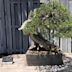 Masahiko Kimura (bonsai artist)