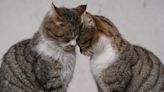 Senior Rescue Cat Reunited With Feral Son and Can't Stop Loving on Him