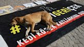 Turkiye approves law to remove stray dogs from streets. Opposition vows to fight the 'massacre law'