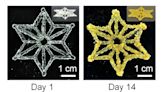 Marriage of synthetic biology and 3D printing produces programmable living materials