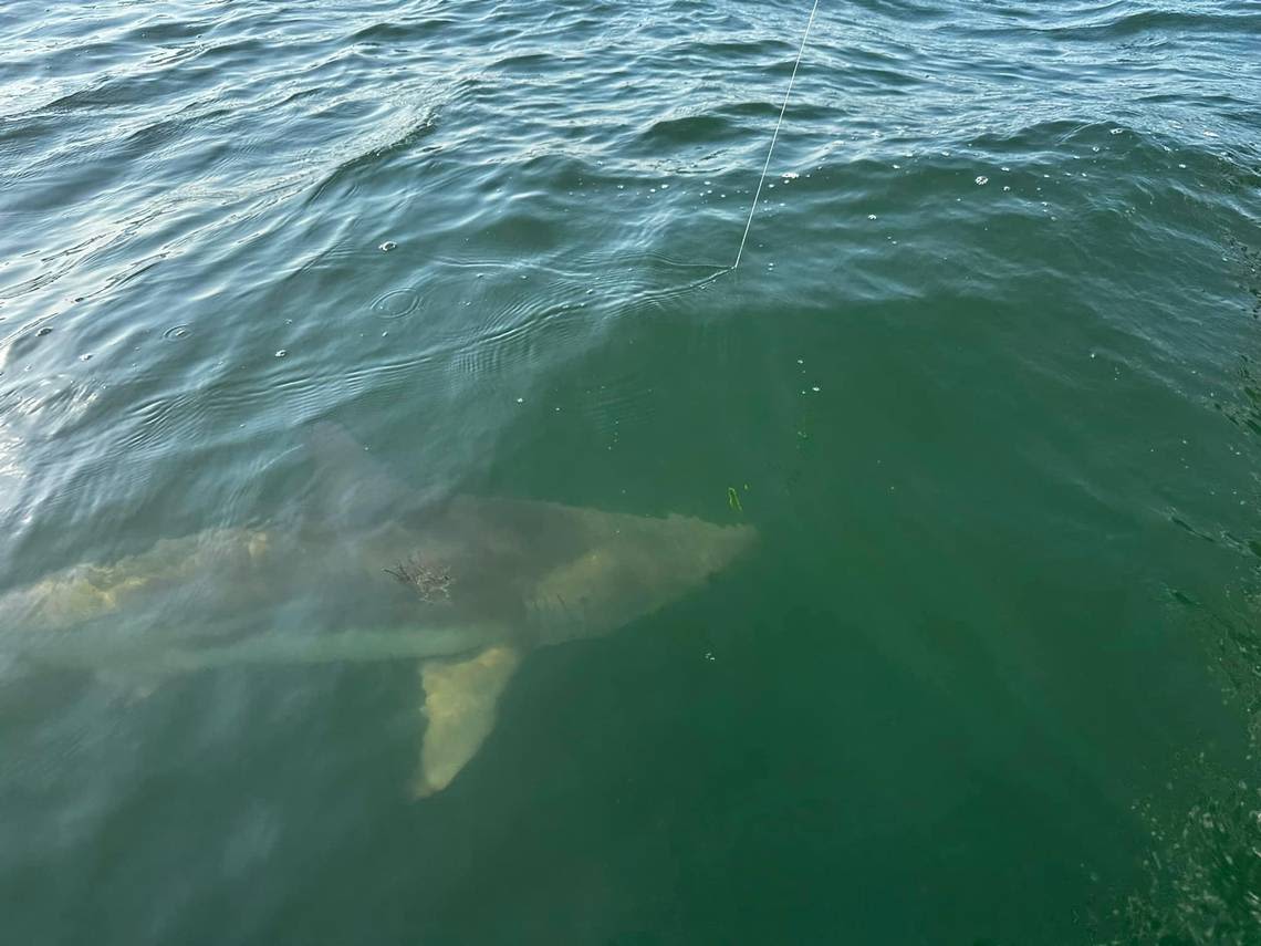 What’s on the line? Local fisherman catches 7-foot shark fishing near the Skyway Bridge