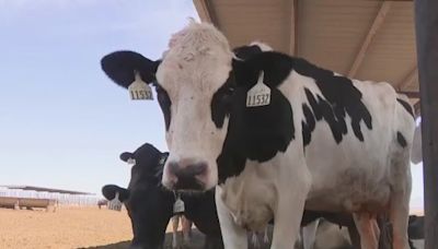 Farmworker diagnosed with bird flu, becoming 2nd US case tied to dairy cows