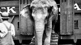 An escaped elephant rampaged through Wilmington 100 years ago. Celebrate her Sunday!