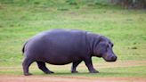 Hippo Casually Strolls Across a Neighborhood Street in South Africa Like It’s NBD