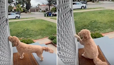 Watch as goldendoodle 'knocks to come and play' with neighbor's dog