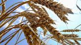 Harvesting Success: India's Wheat Procurement Surges, Setting 3-Year High Expectations