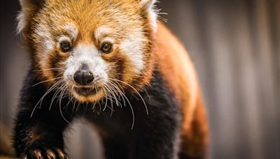 Louisville Zoo hosting red panda themed, black-tie gala this summer