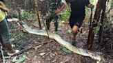 Man finds wife’s feet sticking out of python after she went missing on walk