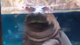 Fiona the Hippo Turns 7! Cincinnati Zoo Shares Sweet Birthday Tribute