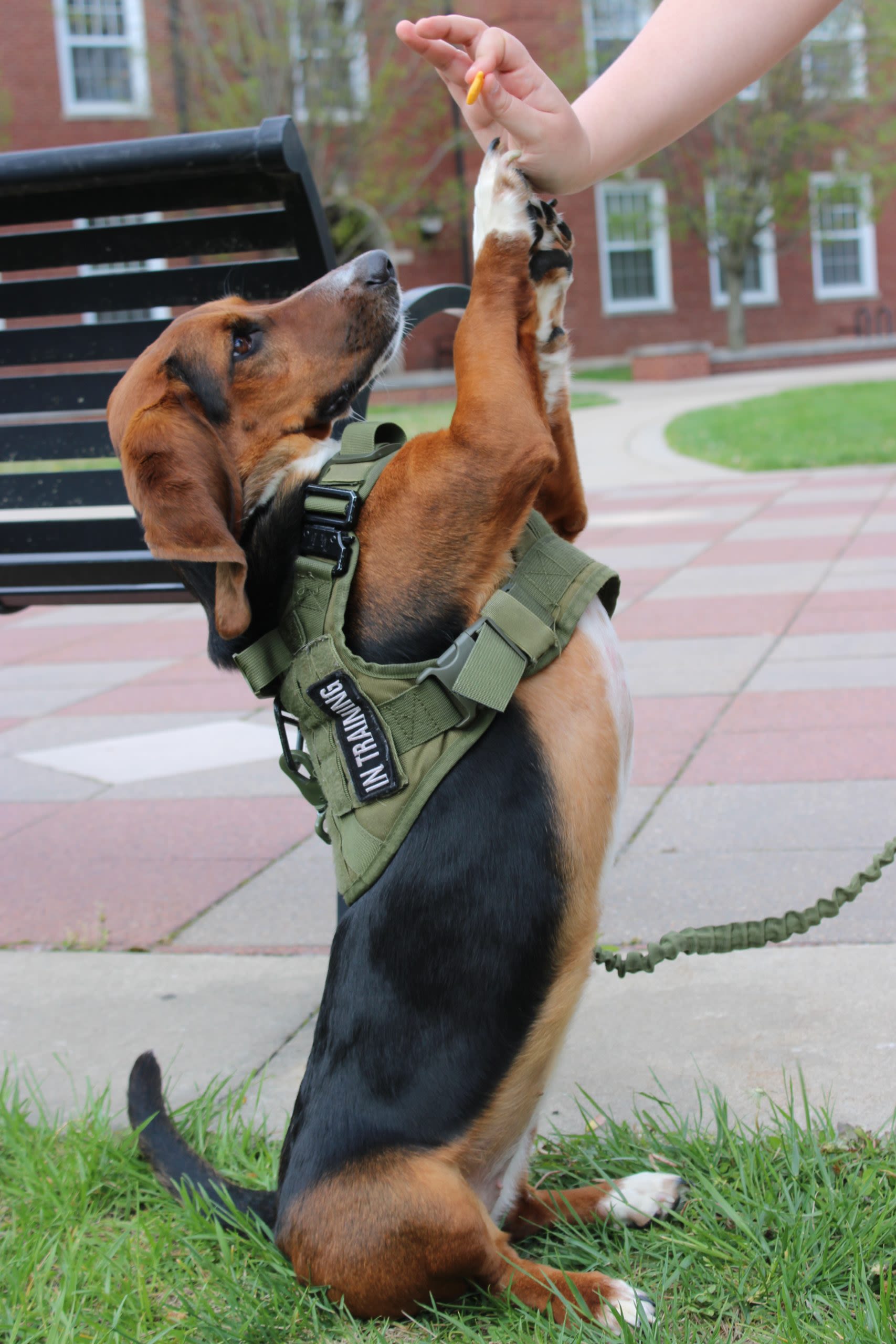 Pets of DePauw: Maggie, the Mac ‘n Cheese Thief - The DePauw