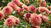 Grow with KARE: All about dahlias