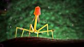 Team solves mystery of how phages disarm bacteria