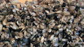 Oregon mussel harvesting closed on entire coast after over 20 people sickened