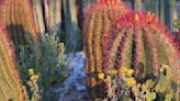 Cabuche, flor del desierto potosino que es un manjar en la Cuaresma