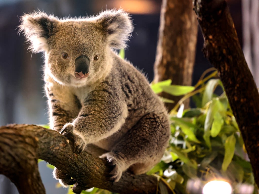 Koalas introduced for the first time at Brookfield Zoo Chicago