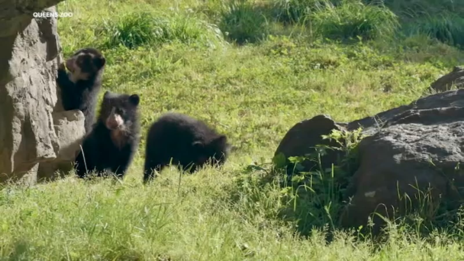 3 Andean bear cubs make debut at Queens Zoo