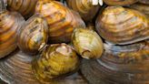 Six Texas freshwater mussels, the “livers of the rivers,” added to endangered species list