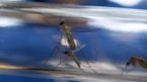 Austin Public Health finds West Nile virus in Travis County mosquitoes