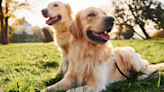 Golden Retrievers' Excitement to 'Chat Up' Dad After He Gets Home Is Everything