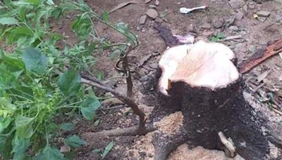 Forester stops sandalwood theft in Kolar district, one held