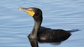 Cormorants continue to be a concern on Michigan waters - Outdoor News