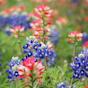 Texas Flowers