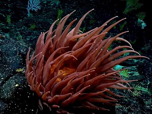 ¿Por qué los animales de las profundidades marinas son rojos o negros?