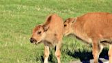 The spiritual significance of the rare white bison that’s been spotted at Yellowstone