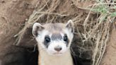 Rule change will expand the territory for imperiled black-footed ferrets in Arizona