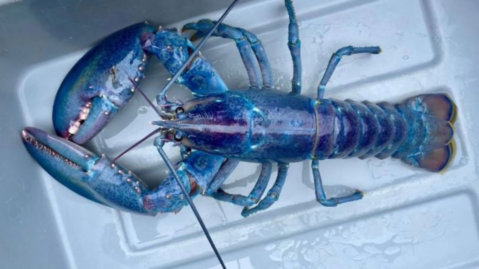 Very rare 'cotton candy' lobster found off New England coast, donated to science center