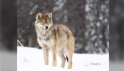 Northern Ont. trappers opposed to new federal protections for unique wolf species