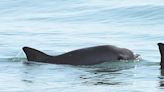 Vaquita On The Brink: Population Plummets In Mexico's Gulf