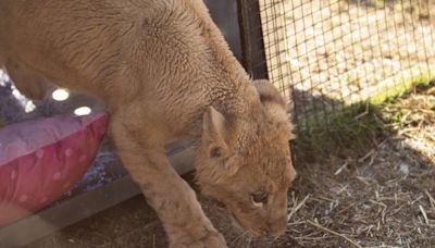 Freya the rescued lion cub is safe in South Africa, but many other lions there are bred to be shot