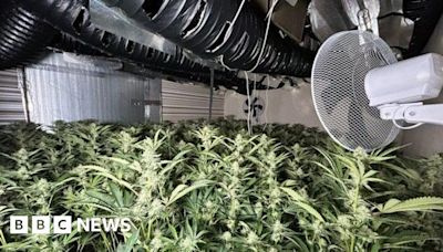 Middlesbrough cannabis farm with 400 plants raided