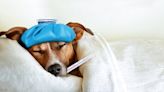 What is canine influenza? Everything you need to know to protect your dog