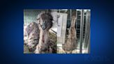 Two emus safely captured after found running in Zilker Park