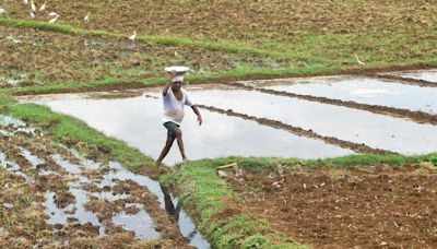 Farmers rejoice as sky opens up during kharif season in Anakapalli