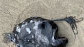 Alien-like creature discovered on Oregon beach