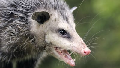 These adorable opossums have mastered their exercise wheel!