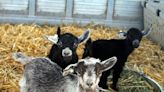 The director of a zoo in Mexico had 4 of its 10 pygmy goats cooked up for a New Year's feast, authorities say