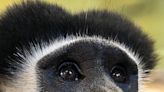 A colobus crowd: 3 new monkeys welcomed to the Louisville Zoo