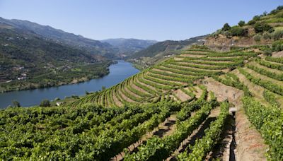 Vinhos de Portugal está de volta com mais de 90 produtores e quase 800 rótulos