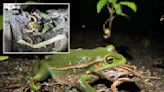 Female frogs may eat male suitors after mating call in act of ‘sexual cannibalism,’ new theory suggests