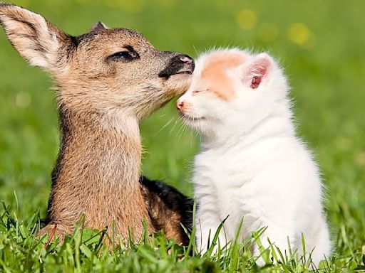Decade-Long Friendship Between Neighborhood Deer and House Cat Is a Wonder to Behold