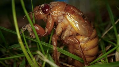 Billions of cicadas are about to emerge from underground in a rare double-brood convergence