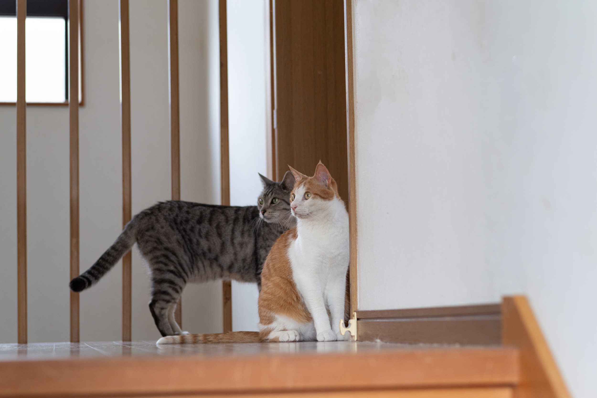 Cats saunter into room after owner "in tears" for hours searching for them